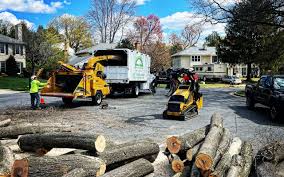 Archer City, TX Tree Services Company