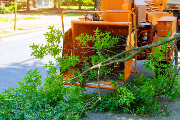 Best Root Management and Removal  in Archer City, TX