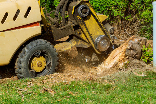 Best Leaf Removal  in Archer City, TX