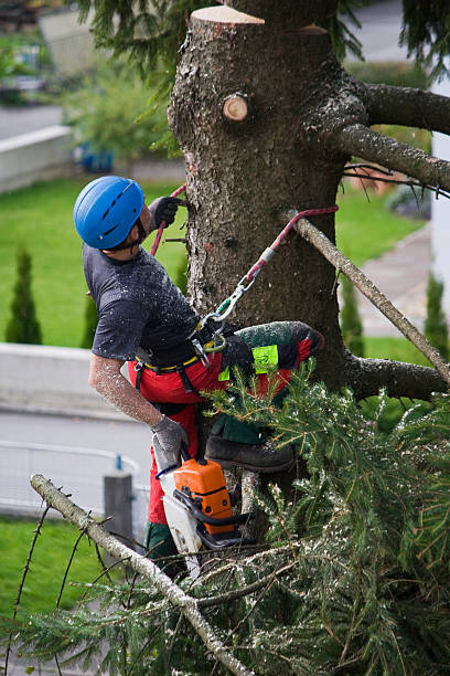 Best Tree Maintenance Programs  in Archer City, TX