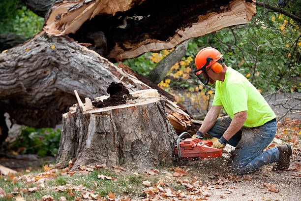  Archer City, TX Tree Services Pros