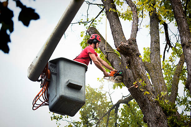 Best Tree Removal  in Archer City, TX